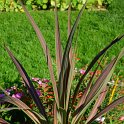 Cordyline x 'Caruba Black'